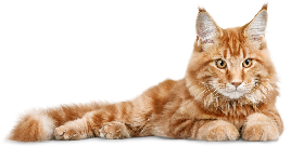 Comida húmeda gatos