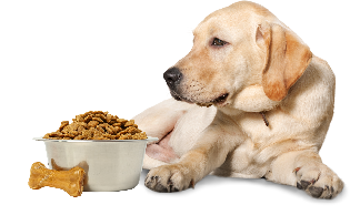 Pienso para perros